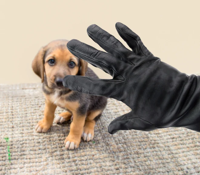Un cane minacciato di rapimento
