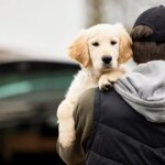 In Scozia, rubare un cane è ora punibile con 5 anni di prigione


