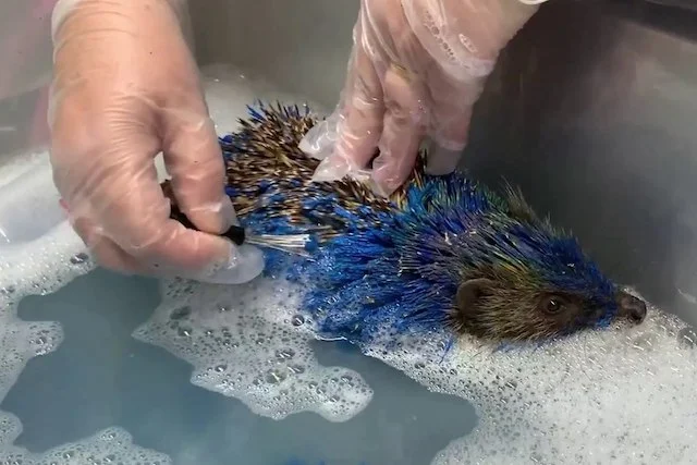 Tesoro, il riccio ricoperto di vernice blu durante il suo salvataggio
