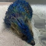Un riccio è morto dopo essere stato completamente ricoperto di vernice blu, arrestati 4 sospetti


