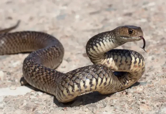 Un serpente marrone orientale