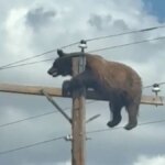 Orso muore tragicamente dopo essere rimasto bloccato in cima al palo della luce


