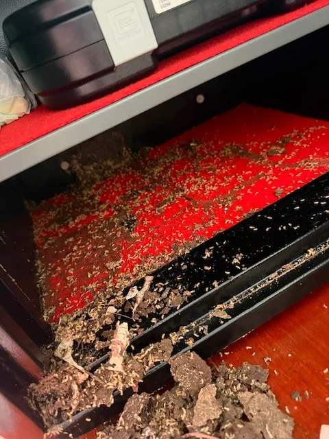 Banconote rosicchiate dalle termiti