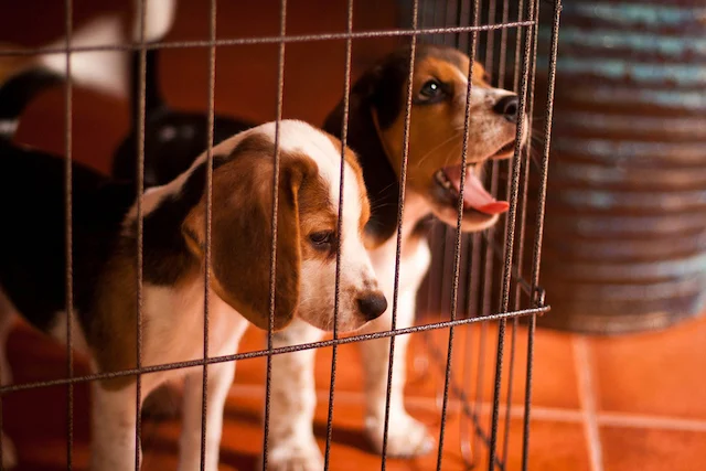 Due cuccioli in gabbia