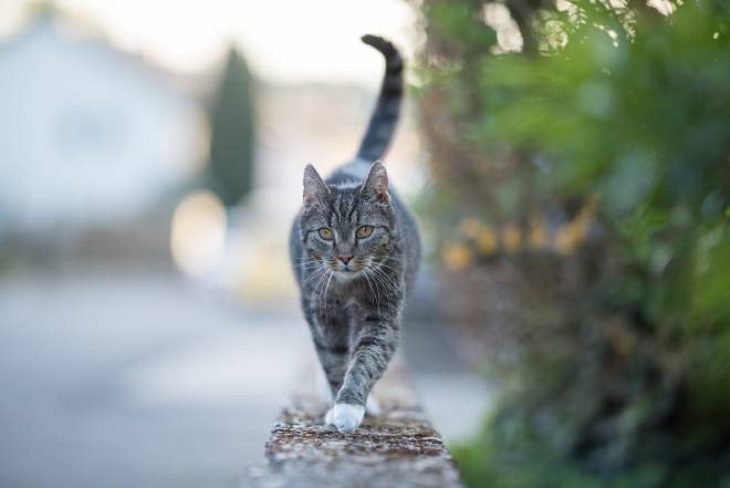 Gatto che cammina su un muro