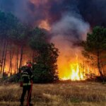 I piromani attaccano stracci infuocati alle code dei gatti per diffondere gli incendi, ricompensa di 1000 euro per chi li trova


