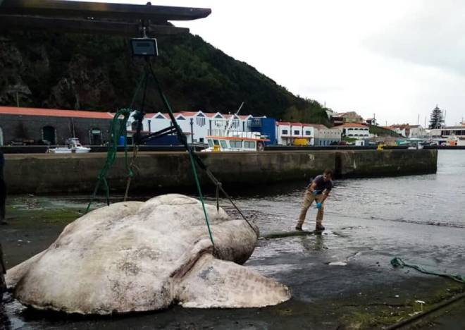 Sunfish trasportato utilizzando una gru