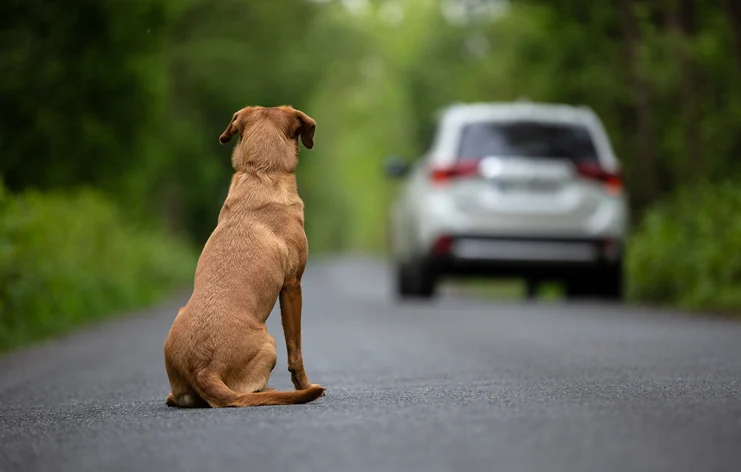 Un cane abbandonato sulla strada