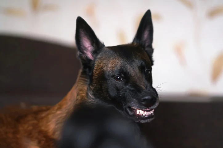 Un Malinois aggressivo