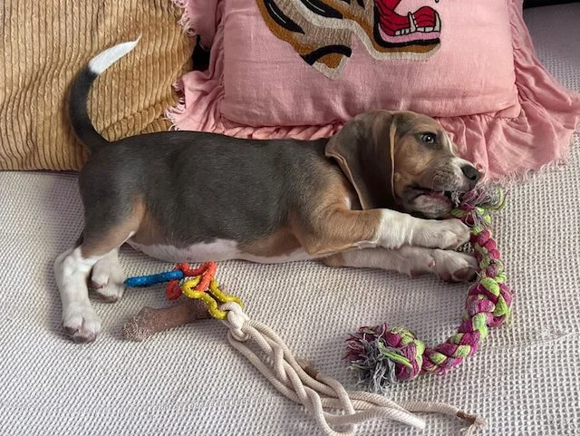 Daisy nella sua famiglia adottiva