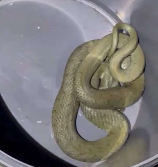 Il serpente nel sigillo