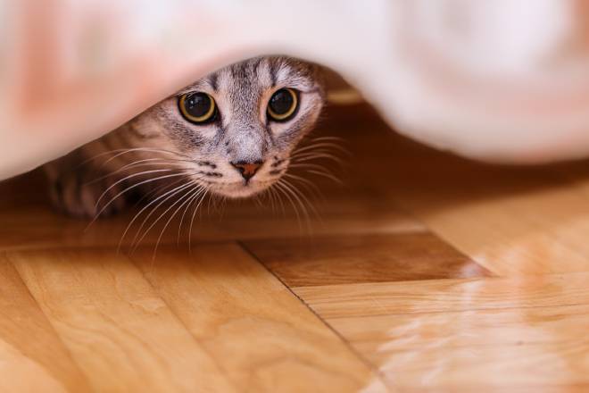 Gatto spaventato che si nasconde sotto un lenzuolo