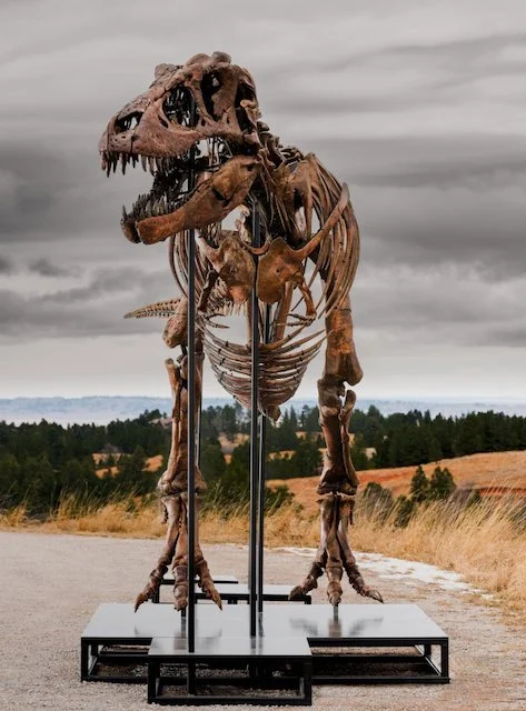 Lo scheletro ricostruito di Gus, il T. rex venduto all'asta