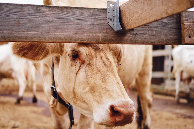 Primo piano di una mucca