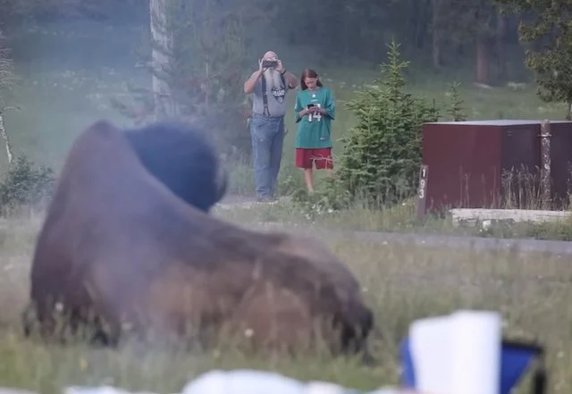 Nonno e nipote che guardano i bisonti nel Parco di Yellowstone