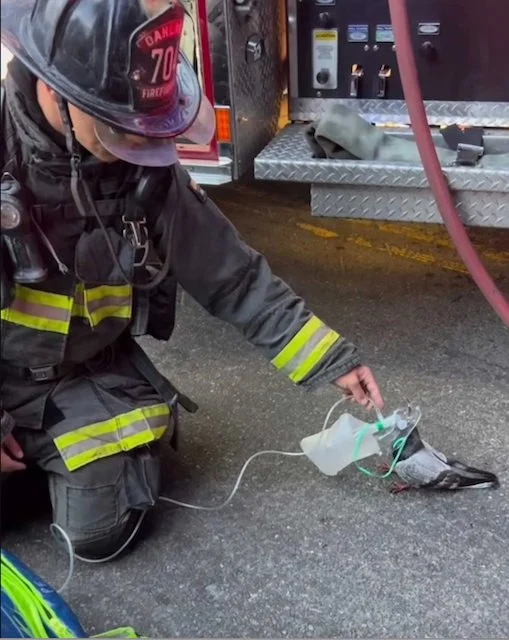 Un vigile del fuoco somministra ossigeno a un piccione dopo un incendio in un'auto