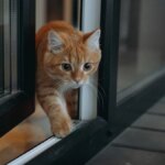 Il suo gatto scompare da una finestra semiaperta: lo ritrova 20 mesi dopo a 9 km da casa sua, accolto da un agente di polizia


