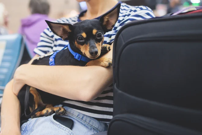 Un cane tra le braccia del suo padrone