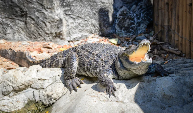 Un coccodrillo allo zoo