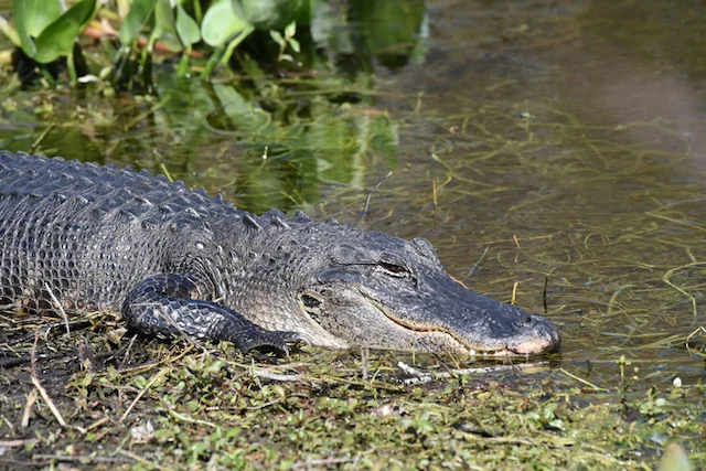 Un alligatore in Florida