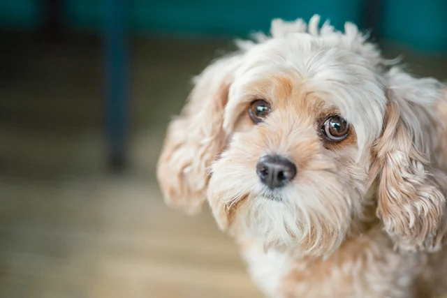 Primo piano di un cane che sembra triste