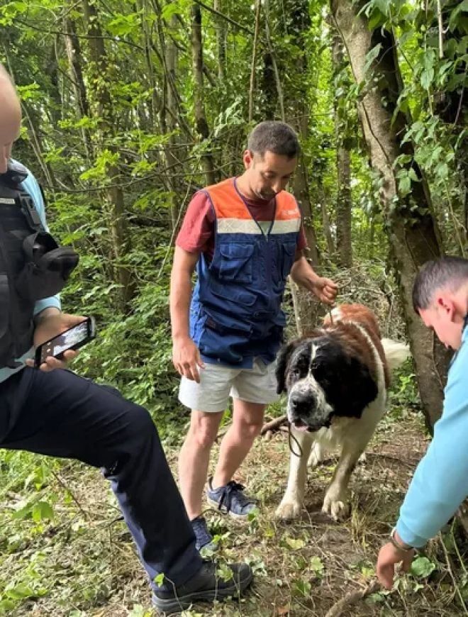 Il cane abbandonato