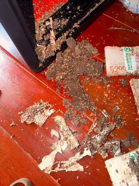Banconote rosicchiate dalle termiti