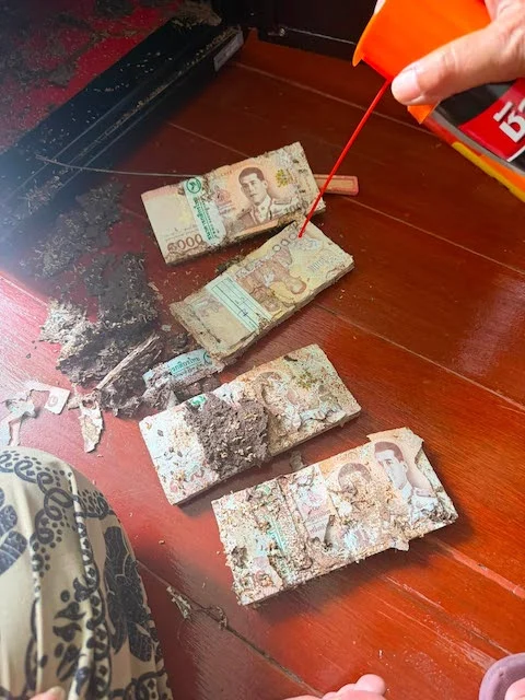 Banconote rosicchiate dalle termiti