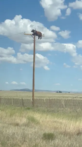 Un orso appollaiato su un palo della luce