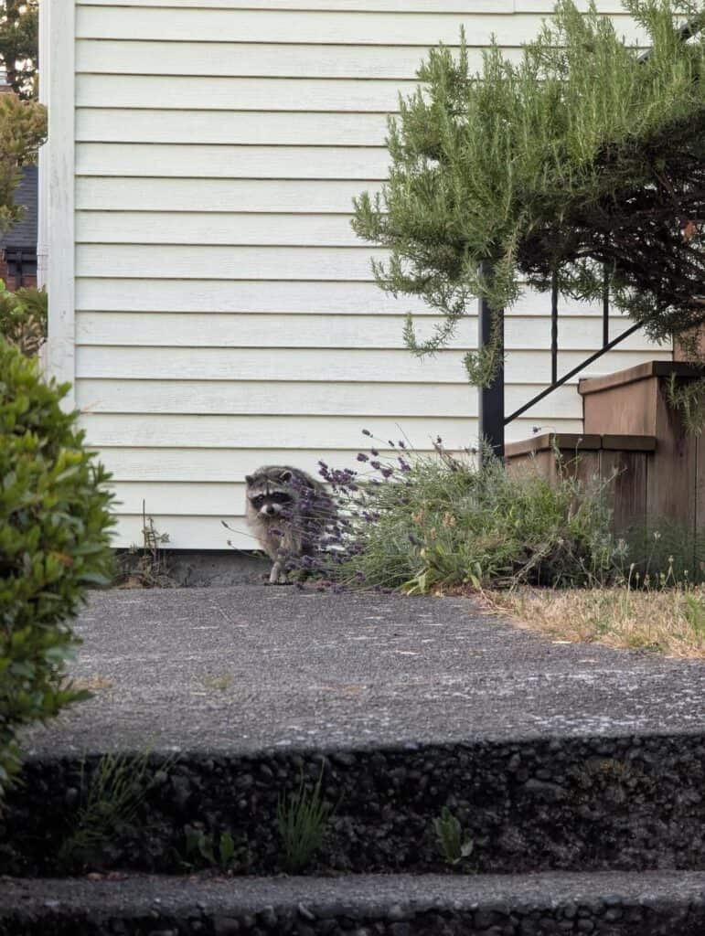 Jimothy il procione di Seattle