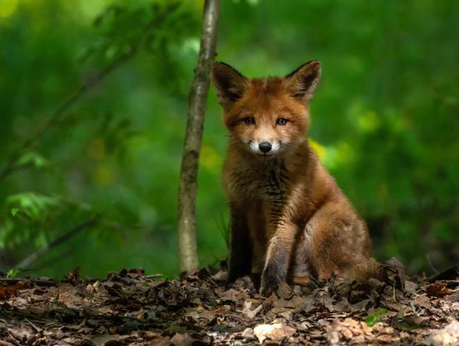 Volpe in una foresta