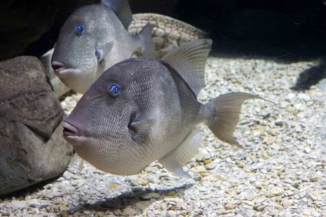 Il pesce balestra grigio