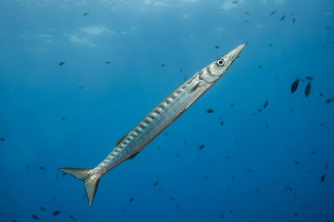 Il piccolo barracuda