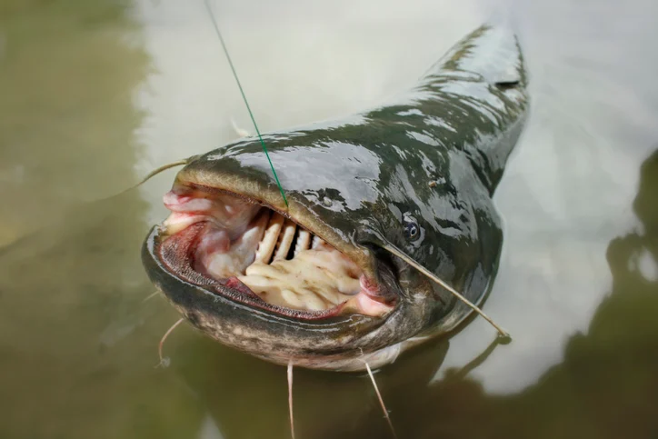 Un pesce gatto