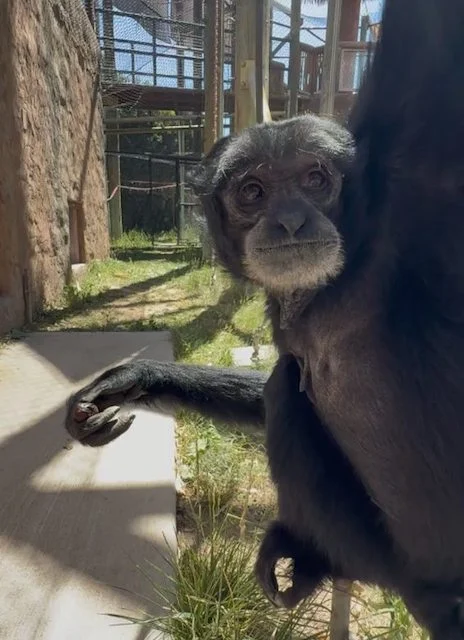 Eva, la femmina siamang