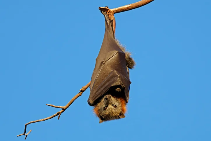 Un pipistrello