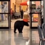 Video: Bear irrompe nel centro commerciale e ruba una pesca


