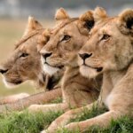 Tre leonesse sono morte per il caldo in uno zoo giapponese dove la temperatura ha raggiunto i 40°C 



