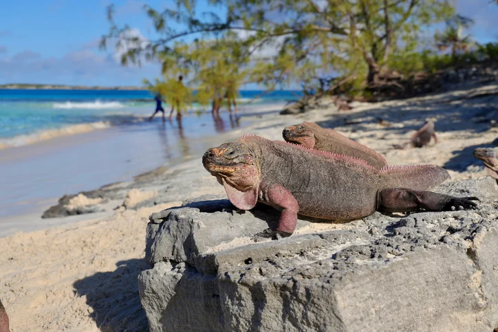 L'iguana rosa