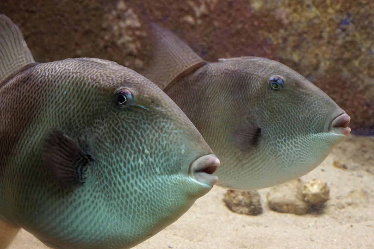 Pesce balestra grigio