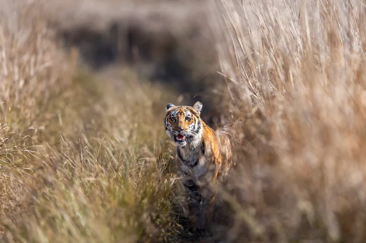 Una tigre in un campo in India