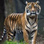 India: contadino di 58 anni ucciso e poi divorato nel sospetto attacco di una tigre 


