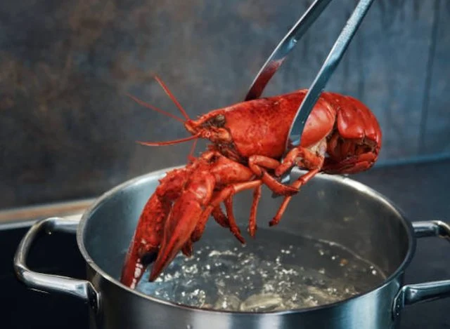 Un'aragosta che si prepara per essere cucinata viva
