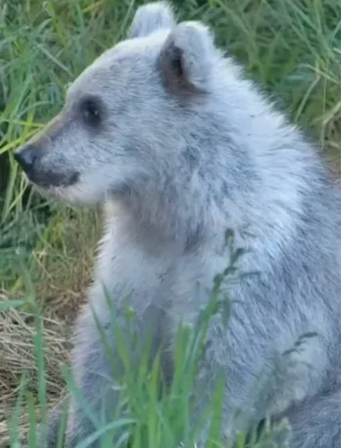 L'orso d'argento osservato in un parco nazionale dell'Alaska