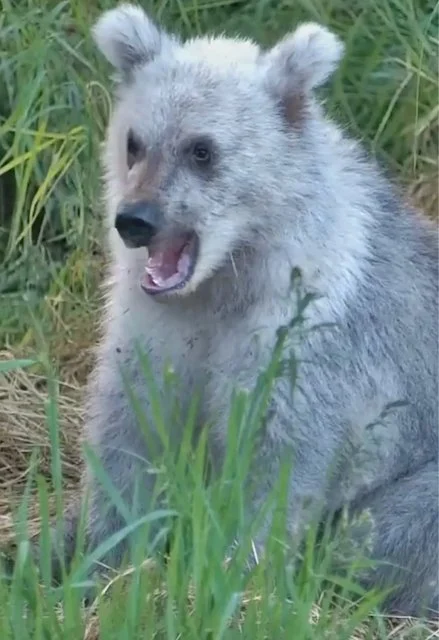 L'orso d'argento osservato in un parco nazionale dell'Alaska