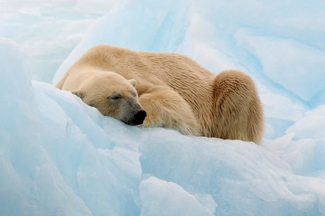 Orso polare che dorme su un iceberg alle Svalbard
