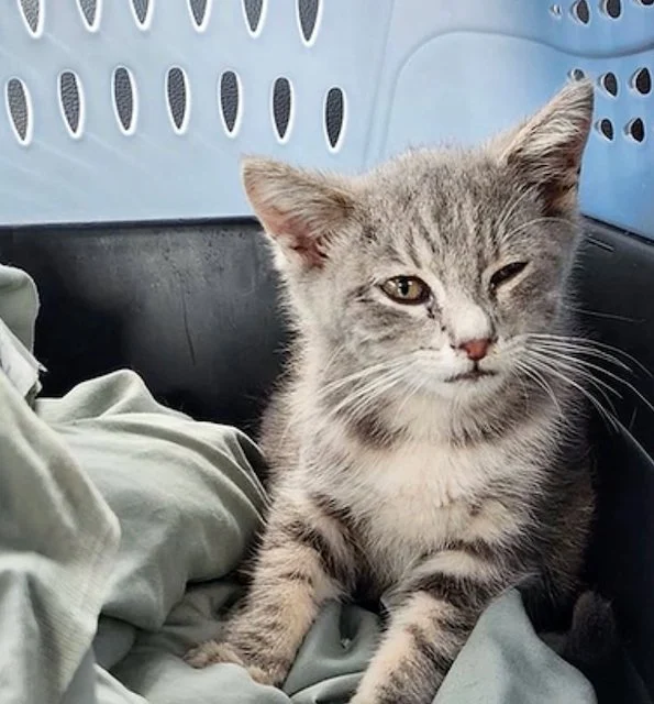 Il gattino di nome Jersey