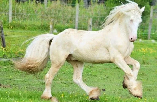 Il cavallo che Polo ha trovato la settimana scorsa