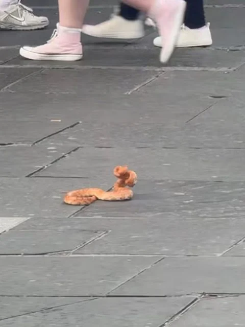 Il serpente avvistato per le strade di Glasgow