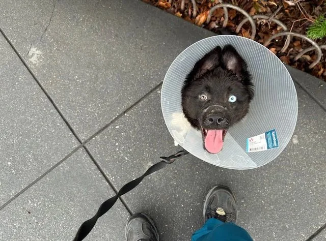 Uno dei cani salvati